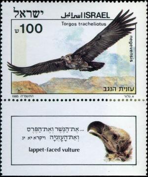 Colnect-801-677-Lappet-faced-Vulture-Torgos-tracheliotus-ssp-negevensis.jpg