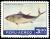 Colnect-1597-392-Yellowfin-Tuna--Thunnus-albacares.jpg