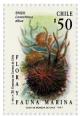Colnect-553-556-Chilean-Sea-Urchin-Loxechinus-albus-.jpg