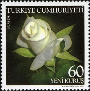 Colnect-948-104-Rose-Varieties---White.jpg