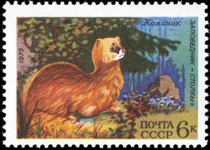 Colnect-1100-912-Siberian-Weasel-Mustela-sibirica.jpg