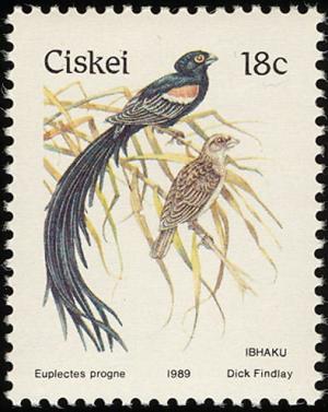 Colnect-1456-706-Long-tailed-Widowbird-Euplectes-progne.jpg