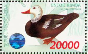 Colnect-2098-500-White-winged-Wood-Duck-Cairina-scutulata.jpg