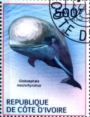 Colnect-3444-426-Short-finned-Pilot-Whale-Globicephala-macrorhynchus.jpg
