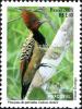 Colnect-464-100-Kaempfer--s-Woodpecker-Celeus-obrieni.jpg