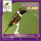 Colnect-5965-088-Purple-throated-Woodstar-Calliphlox-mitchelli.jpg