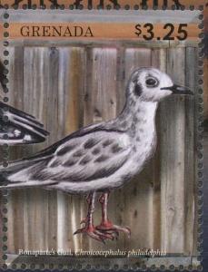 Colnect-4523-294-Bonaparte-s-Gull----Chroicocephalus-philadelphia.jpg