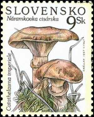 Colnect-1244-886-Mushroom---Catathelasma-Imperiale.jpg