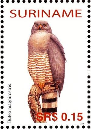 Colnect-3837-054-Roadside-Hawk%C2%A0%C2%A0%C2%A0%C2%A0Rupornis-magnirostris.jpg