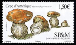 Colnect-6217-388-Le-C%C3%A8pe-d-Am%C3%A9rique-Boletus-chippewaensis.jpg