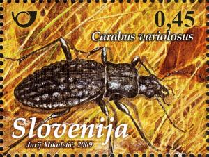 Colnect-689-197-FAUNA---beetles---Carabus-variolosus-Fabricius.jpg
