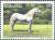 Colnect-523-611-White--Paso-Fino--Horse-.jpg