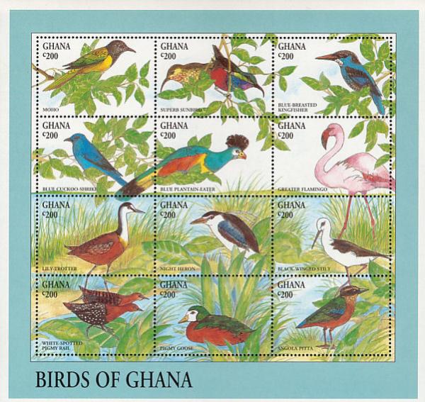 Colnect-1459-823-Birds-of-Ghana---Mini-Sheet-with-MiNo-2020-31.jpg
