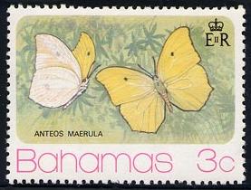 Skap-bahamas_01_butterflies_370-73.jpg-crop-277x210at5-11.jpg