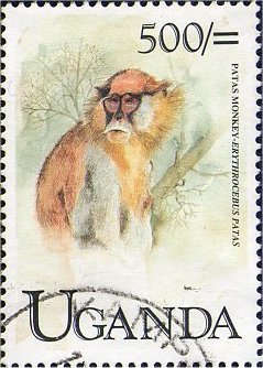 Colnect-4042-360-Patas-monkey.jpg