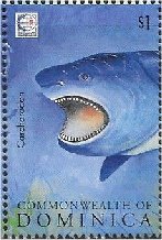 Colnect-3207-611-Carcharodon.jpg