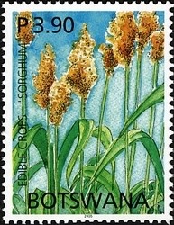 Colnect-1424-525-Sorghum.jpg