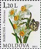 Colnect-802-053-Narcissus.jpg
