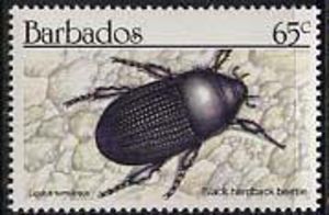 Colnect-578-742-Insects.jpg