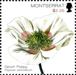 Colnect-1524-158-Opium-Poppy.jpg