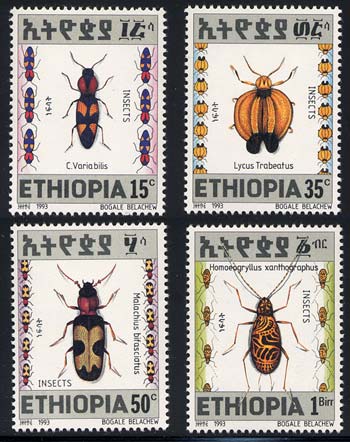 Skap-ethiopia_07_insects.jpg