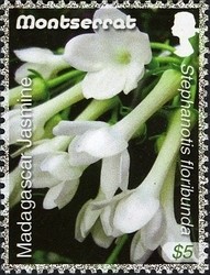 Colnect-1524-187-Madagascar-Jasmine.jpg