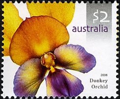 Colnect-471-289-Diuris-magnifica-Donkey-orchid-.jpg