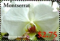 Colnect-1524-025-Phalaenopsis-taisuco.jpg