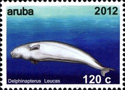 Colnect-1622-499-Beluga-Whale-Delphinapterus-leucas.jpg