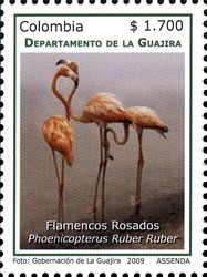 Colnect-1701-316-American-Flamingo-Phoenicopterus-ruber.jpg