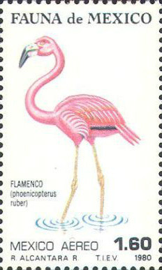 Colnect-2912-910-American-Flamingo-Phoenicopterus-ruber.jpg