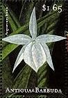 Colnect-1771-969-Angraecum-leonis.jpg