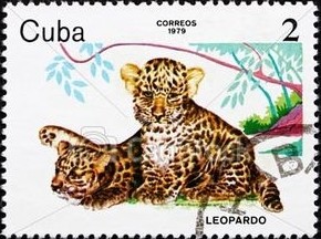 Colnect-1405-145-Leopard-Panthera-pardus.jpg