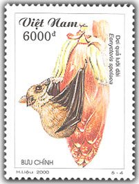 Colnect-1659-608-Cave-Nectar-Bat-Eonycteris-spelaea.jpg