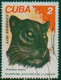 Colnect-900-952-Leopard-Panthera-pardus.jpg