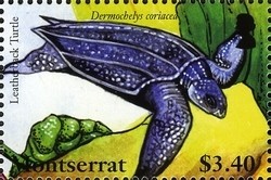 Colnect-1524-193-Leatherback-Sea-Turtle-Dermochelys-coriacea.jpg