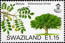 Colnect-1696-648-Marula-Sclerocarya-birrea.jpg