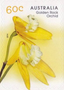 Colnect-2657-487-Dockrillia-striolata-sspchrysantha-Golden-Rock-Orchid.jpg