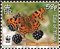 Colnect-3952-697-Comma-Polygonie-c-album.jpg