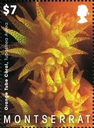 Colnect-1524-047-Orange-Tube-Coral-Tubastrea-aurea.jpg
