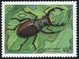 Colnect-2029-713-Stag-Beetle-Lucanus-cervus.jpg