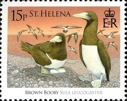 Colnect-1705-868-Brown-Booby-Sula-leucogaster.jpg