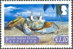 Colnect-1425-787-Ghost-Crab-Ocypode-ceratophthalma-.jpg