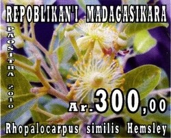 Colnect-1458-427-Rhopalocarpus-similis-Hemsley.jpg