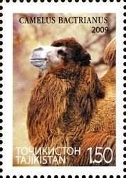 Colnect-1739-104-Bactrian-Camel-Camelus-bactrianus.jpg