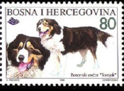 Colnect-559-535-Tornjak-Canis-lupus-familiaris.jpg