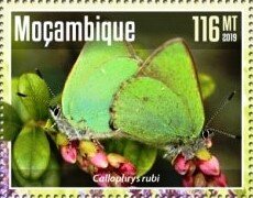Colnect-6191-284-Callophrys-rubi.jpg