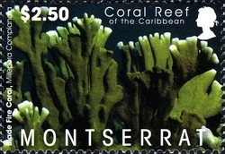 Colnect-1524-045-Blade-Fire-Coral-Millepora-complanata.jpg