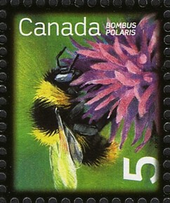 Colnect-767-257-Common-Arctic-Bumblebee-Bombus-polaris.jpg