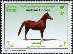 Colnect-1729-696-Arabian-Horse-%E2%80%9EHamdaniat-Simri%E2%80%9C-Equus-ferus-caballus.jpg
